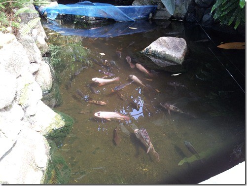 Рыбки в отеле Lamai Inn 99